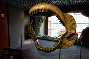 Гигантская акула вымерла или все еще существует?