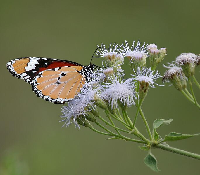 Eupatorium odoratum и бабочка Danaus chrysippus