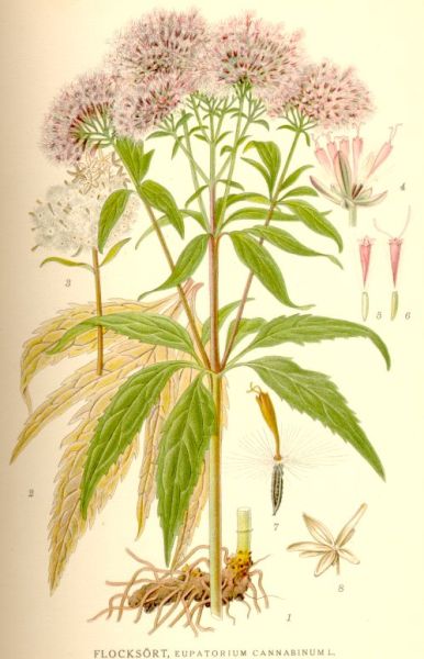 Посконник коноплёвый (Eupatorium cannabinum)