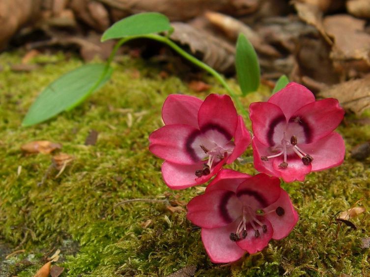 Бомарея (Bomarea salsilla)