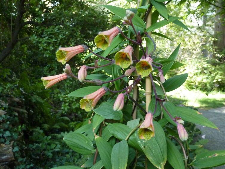 Бомарея (Bomarea edulis)