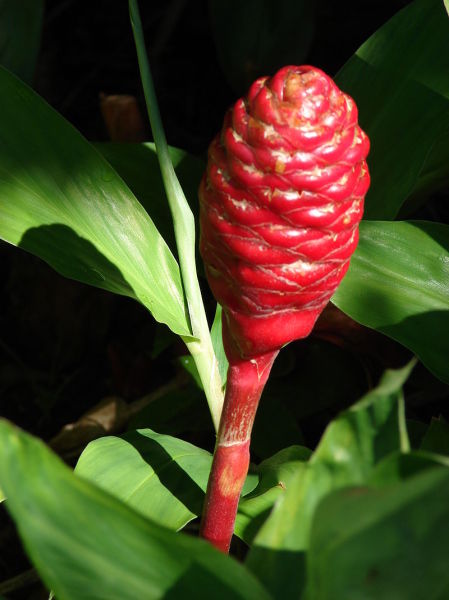 Имбирь зерумбет (Zingiber zerumbet). Общий вид растения в начале цветения. Гавайи