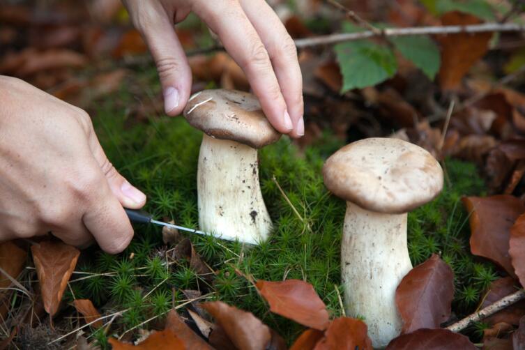 Когда собирать грибы в лесу?