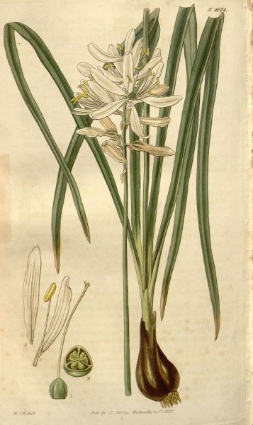 Ботаническая иллюстрация из журнала Curtis's botanical magazine, vol. 54 [new ser.:v.1] (1827)