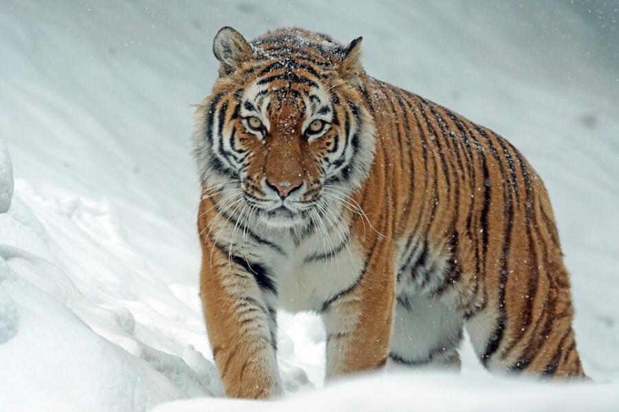 Амурский тигр: какие опасности ему угрожают?