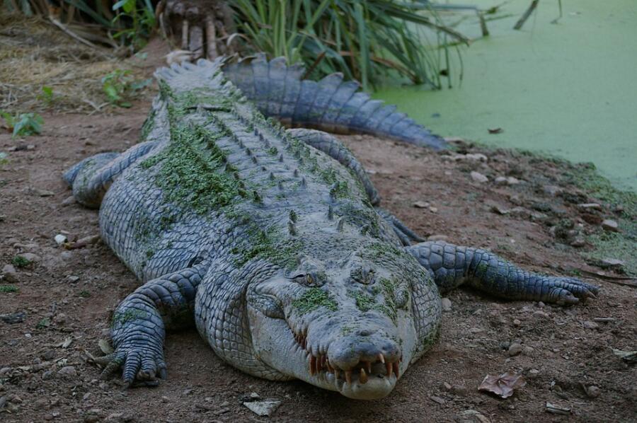 Водились ли на Руси крокодилы?