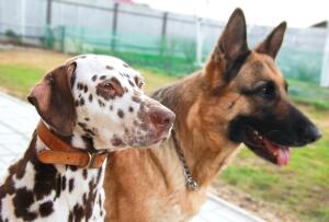 Как выбрать породу собаки? Часть 2. Характер