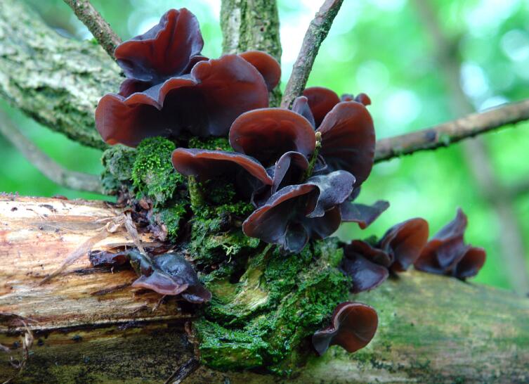 Грибные сети имеют важное значение в передаче информации