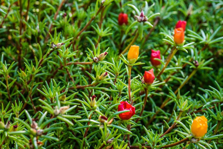 Портулак крупноцветковый