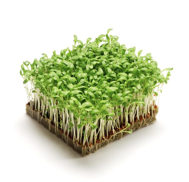 Зелень портулака для салата