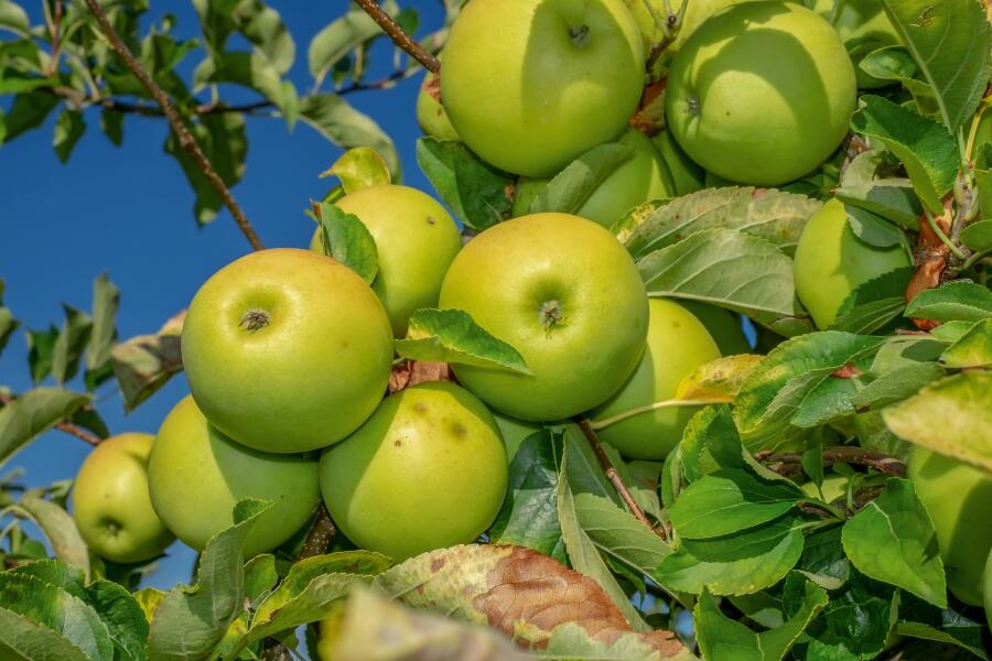 Как испечь яблочную запеканку?