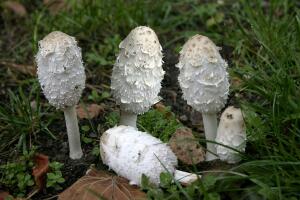 Какие грибы опасны для жизни? Часть 3