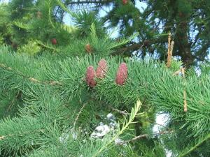 Как роща на Карельском перешейке оказалась в проекте ЮНЕСКО об историческом центре Санкт-Петербурга?