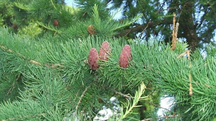 Шишки лиственницы