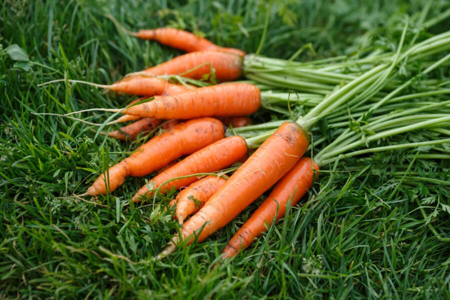 Почему морковка стала оранжевой?