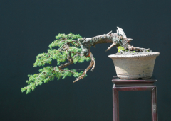 Элегантное карликовое дерево в горшке. Маленькое до старости...