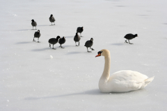 Ксенофобия - ненависть, нетерпимость или неприязнь к кому-либо или чему-либо чужому, незнакомому, непривычному.