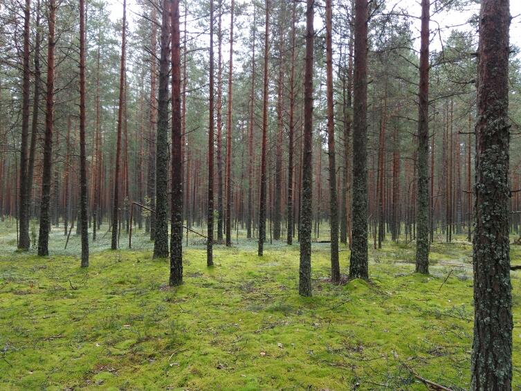 Благодаря великолепному сосновому бору, что раскинулся на левом берегу Песи, станцию, недолго думая, и назвали Хвойной. 