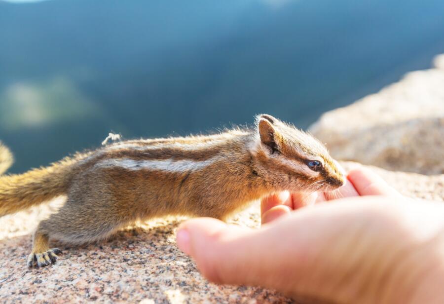 Как проявляют свою любовь животные?