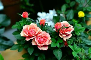 Что прекраснее: крапива или роза?