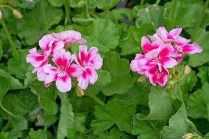 Успешное выращивание пеларгонии. Как цветок относится к воде?