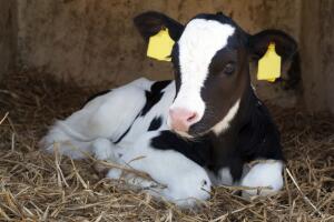 Как заставить корову лечь и зачем ей маникюр?
