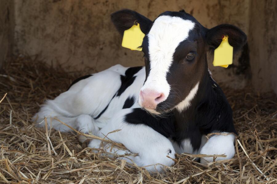 Как заставить корову лечь и зачем ей маникюр?