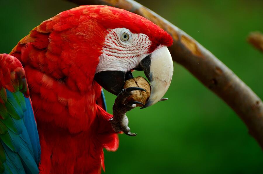Может ли домашний попугай быть шпионом? Животные как тайные агенты