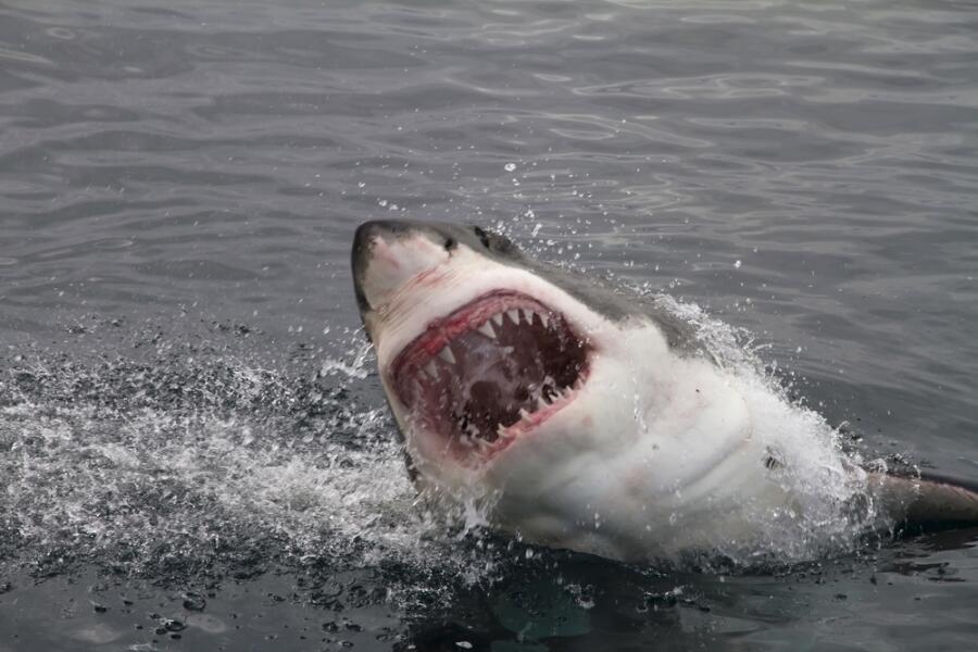 Правила общения с акулой: сразу бить в нос или обнять и погладить?