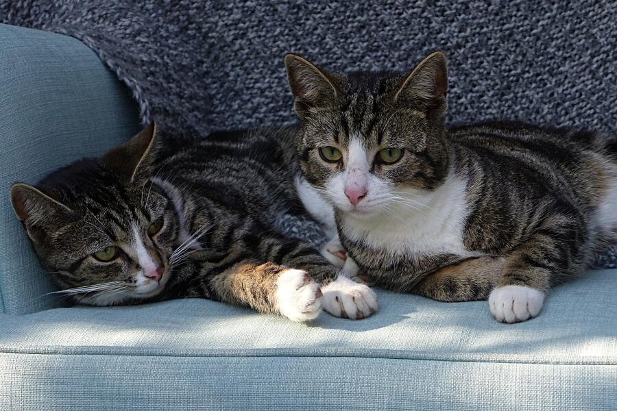 Чем грозит мочекаменная болезнь у кошек: как её избежать или лечить?
