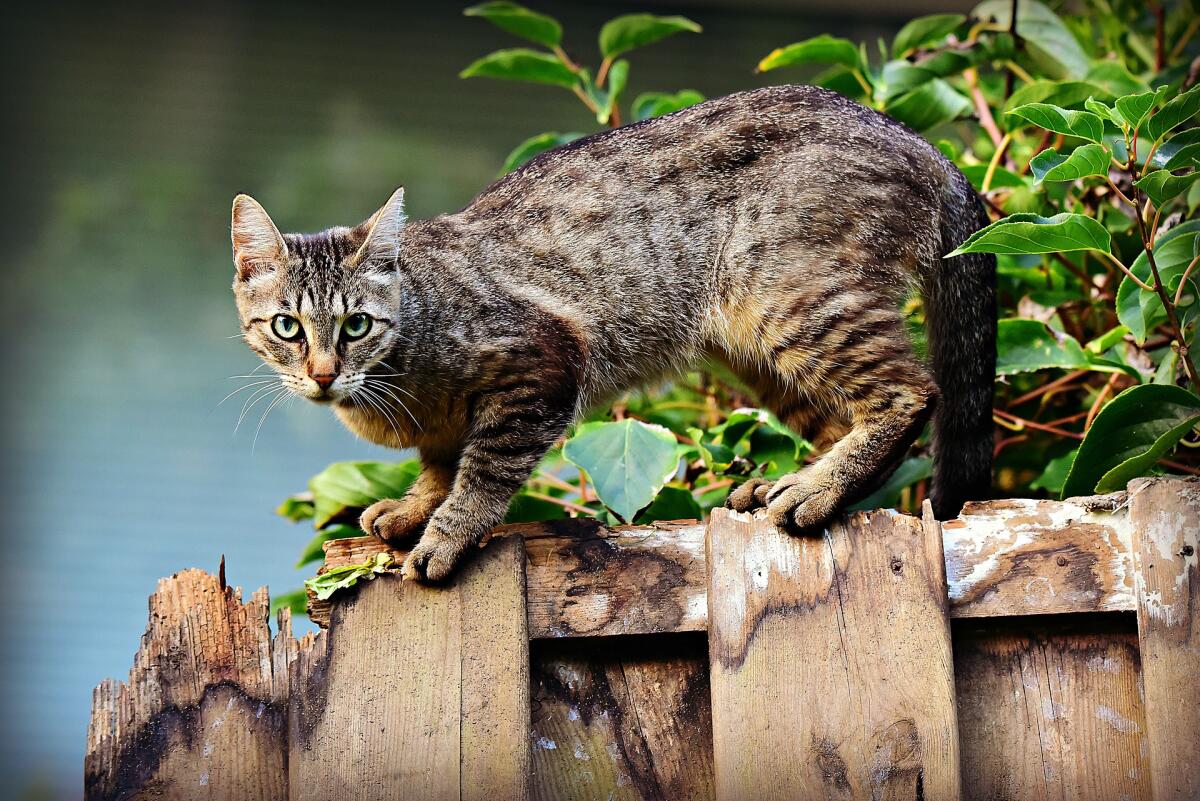 Узнать Кота По Фото