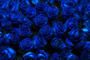 Как появились синие розы?