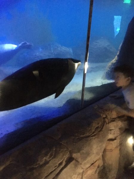 Почему у слона бывают грустные глаза?