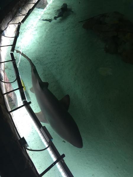 Почему у слона бывают грустные глаза?