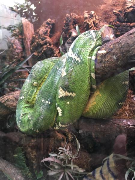 Почему у слона бывают грустные глаза?