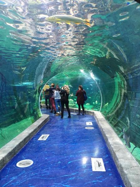 Почему у слона бывают грустные глаза?