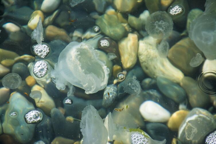Как загрязнение океана помогает медузам и мешает людям?