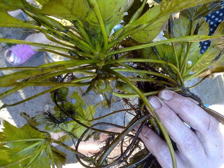 Водяной орех с плодом