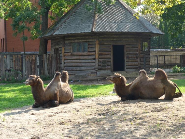 Двугорбые верблюды