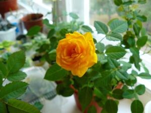 Как размножать миниатюрные розы?