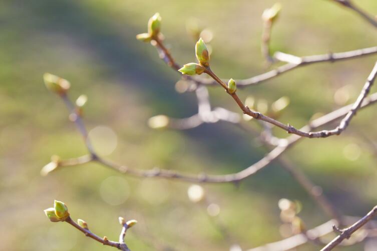 Выгонка веток растений. Надо ли приближать весну?