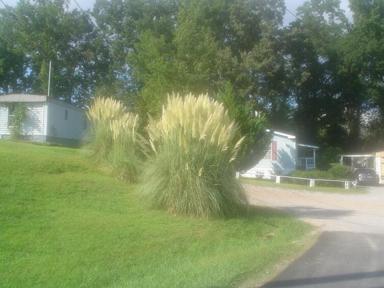 Вот наш трайлер-парк