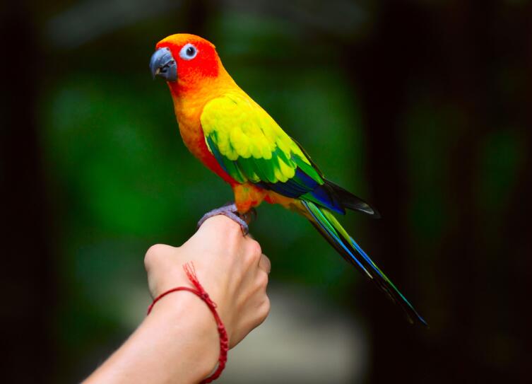 Как приручить попугая и научить его разговаривать и петь?
