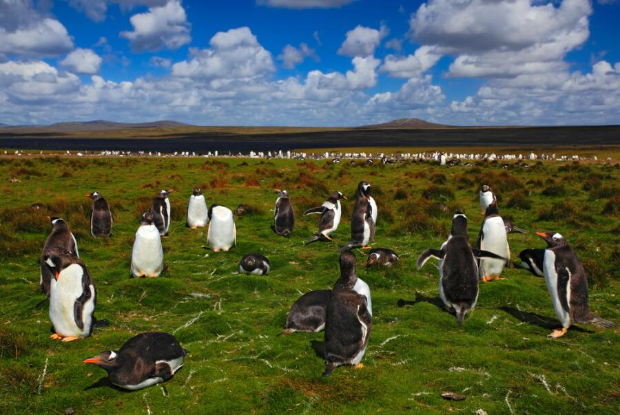 Живут ли в Африке пингвины?