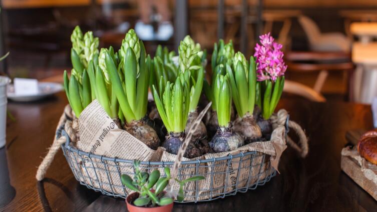 Гиацинты очень ароматные цветы