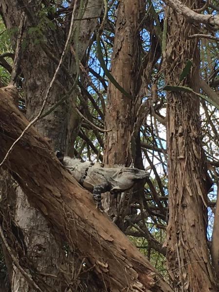 Чем опасны нечищенные зубы? Из жизни игуан