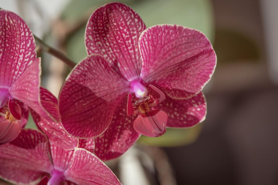 Как сохранить срезанные орхидеи? Личный опыт
