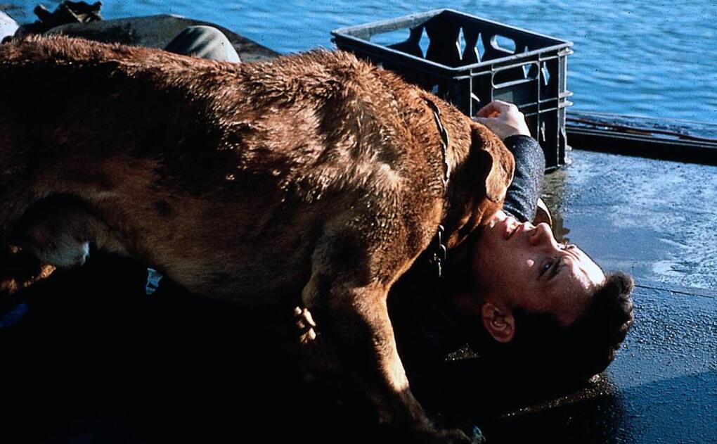 Как снимали фильм «Тёрнер и Хуч» (1989)? Кино