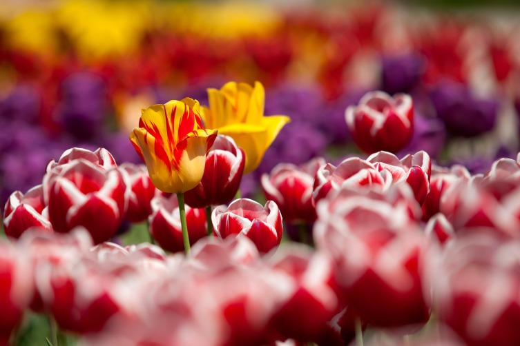 Как выращивать тюльпаны? Несколько секретов агротехники