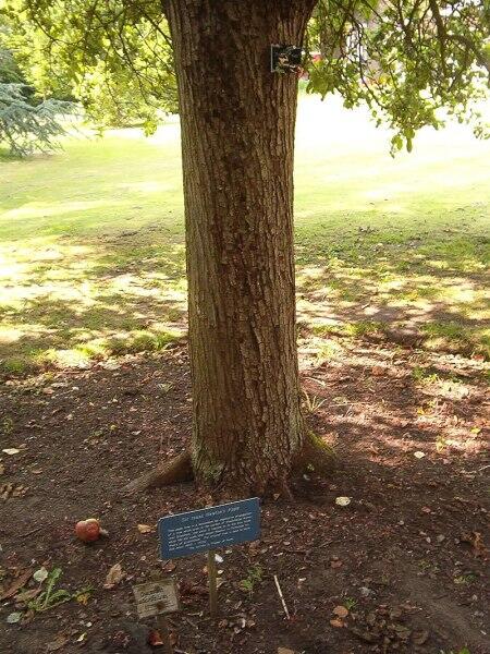 Почитаемый потомок той самой яблони в ботаническом саду Кембриджа
